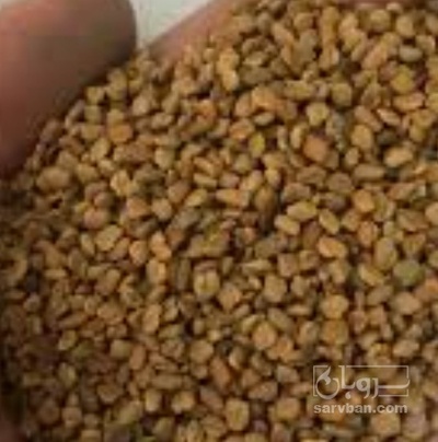 فروش بذر یونجه