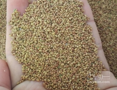 فروش بذر شنبلیله