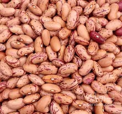 فروش لوبیا چیتی