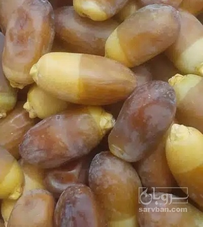 فروش خرما رطب