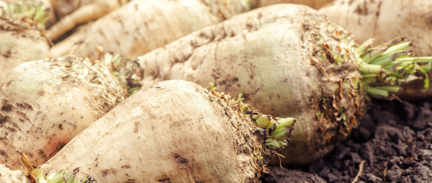 فروش چغندر قند