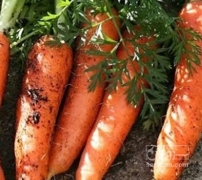 فروش هویج شکسته