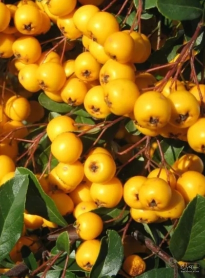 فروش زالزالک