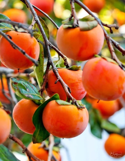 فروش خرمالو