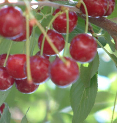 فروش آلبالو