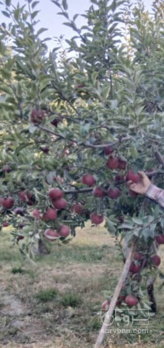 فروش سیب