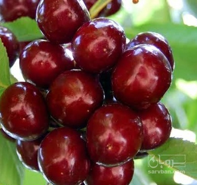 فروش گیلاس