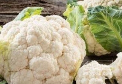 فروش گل کلم