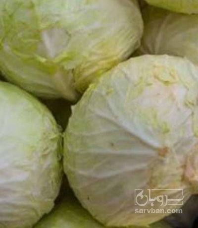 فروش کلم برگی