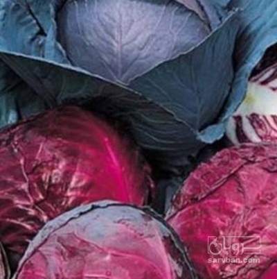 فروش کلم برگی