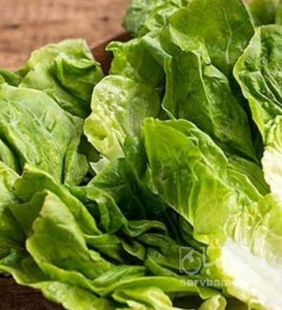 فروش کاهو ایرانی - رومانو