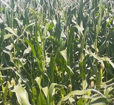 فروش چاپر ذرت - سیلاژ ذرت