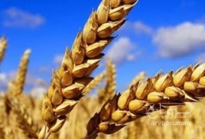 فروش گندم