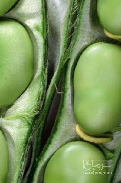 فروش باقلا تازه - باقالی - باقالا