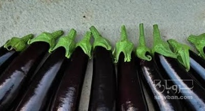 فروش بادمجان