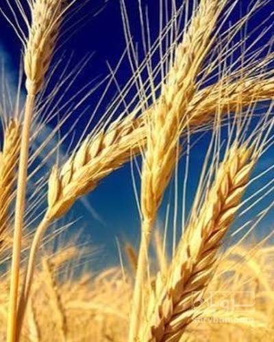فروش گندم