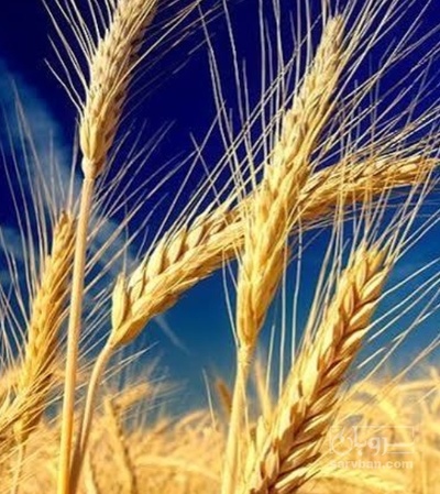 فروش گندم