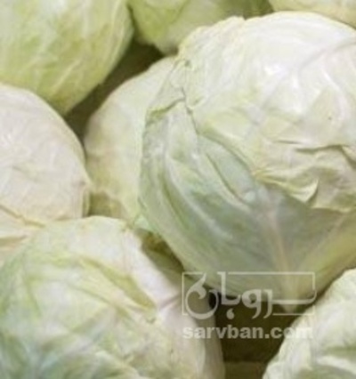 فروش کلم برگی