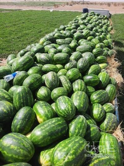 فروش هندوانه