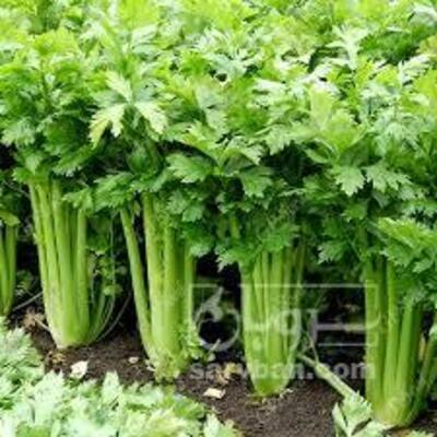 فروش کرفس