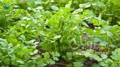 فروش گشنیز