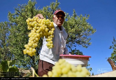 فروش انگور