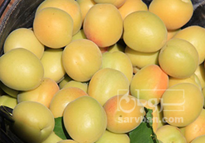 فروش زردآلو