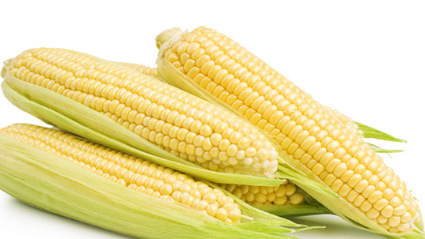 فروش ذرت