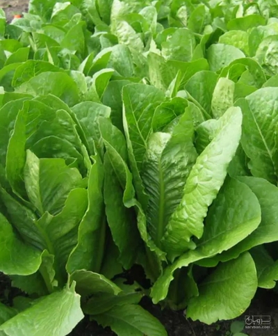 فروش کاهو فرانسوی