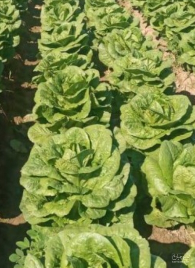 فروش کاهو ایرانی - رومانو