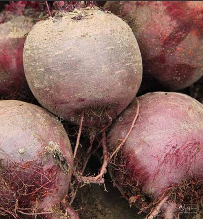 فروش چغندر لبو