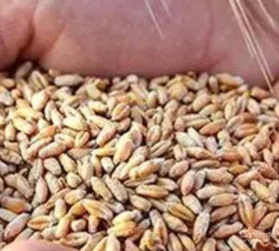 فروش گندم