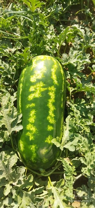 فروش هندوانه