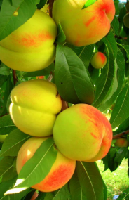 فروش شفتالو