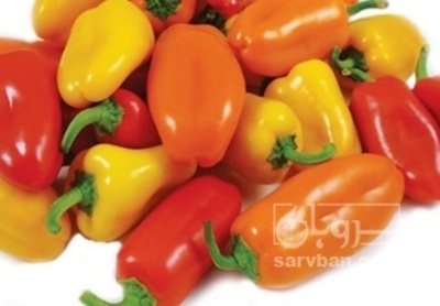 فروش فلفل دلمه ای