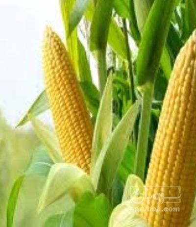 فروش چاپر ذرت - سیلاژ ذرت