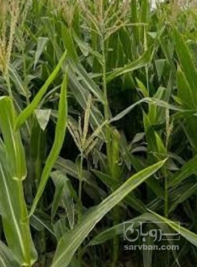 فروش چاپر ذرت - سیلاژ ذرت