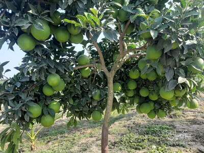 فروش پرتقال