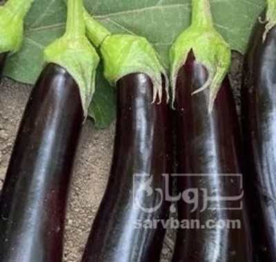 فروش بادمجان