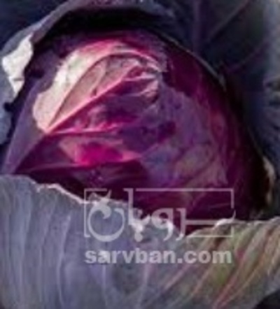 فروش کلم برگی بنفش