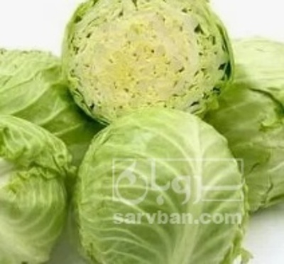 فروش کلم برگی سفید