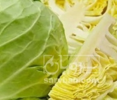 فروش کلم برگی سفید