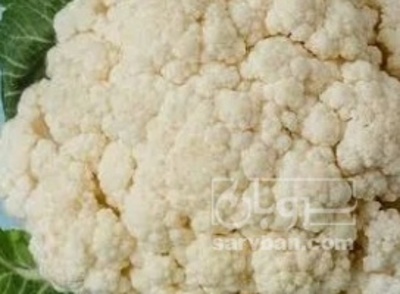 فروش گل کلم