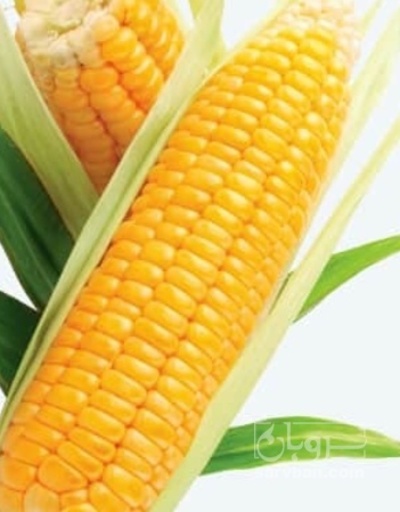 فروش ذرت