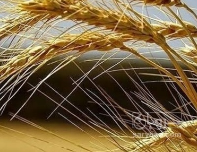 فروش گندم