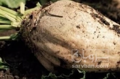 فروش چغندر قند