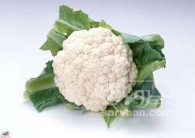 فروش گل کلم