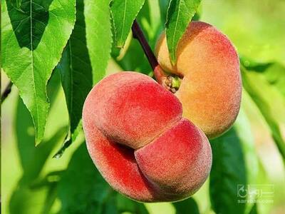 فروش هلوانجیری