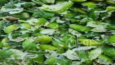 فروش تفاله لیمو