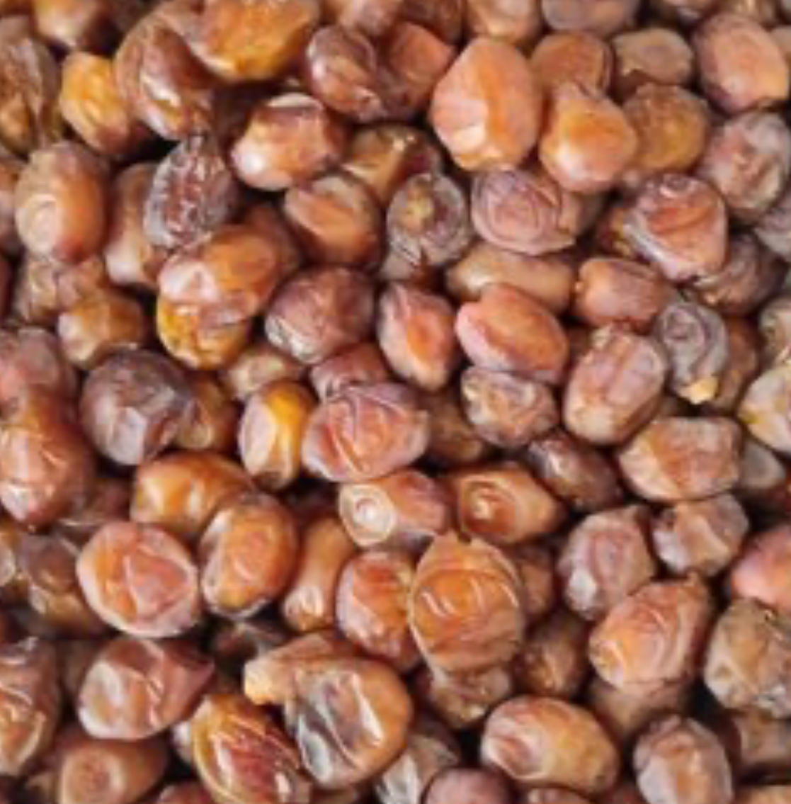 فروش خرما برهی